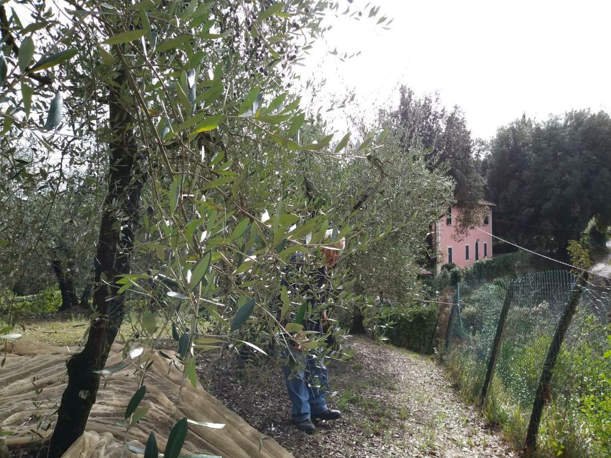 Podere Il Leccione Palaia Extérieur photo
